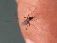 Чем можно снять зуд от укуса комара?