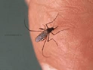 Чем можно снять зуд от укуса комара